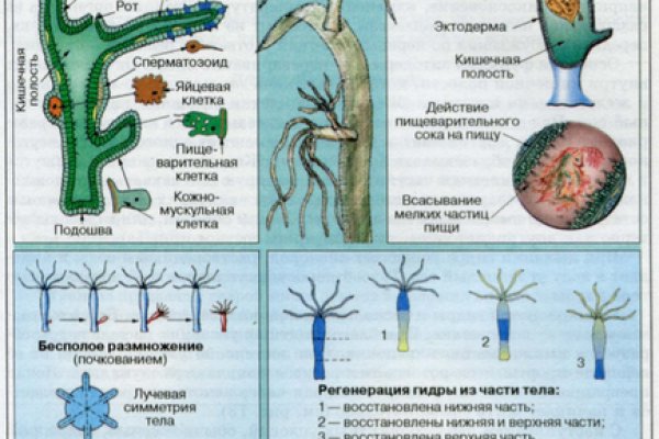 Kraken официальное зеркало kraken dark link