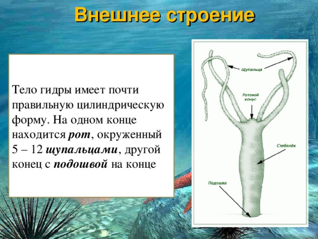Где найти рабочую ссылку на кракен